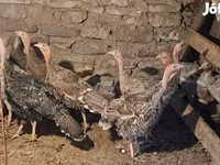 Turkeys — 照片 4