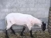 Carnero, White Suffolk sheep — foto 3