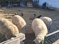 Ovan, Merino sheep — fotografija 1