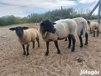 Oveja, White Suffolk sheep — foto 2