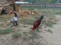 Chickens — foto 2