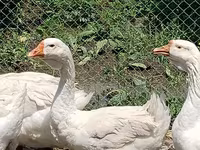 Geese — photo 4