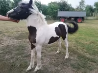 雄馬, Hucul pony — 写真 3