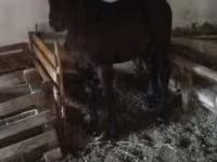 Cheval, Nonius horse — photo 6