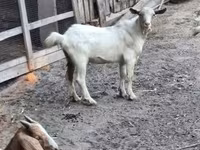 Kozioł, Kozy — zdjęcie 2