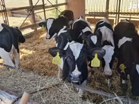 ثور, Simmental cattle — الصورة 7