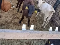 Бұқа, Russian Black pied cattle — 3-сурет
