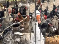 Chickens — fotografija 3