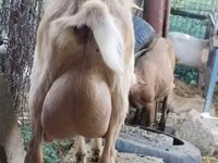 बकरी, Saanen goat — फ़ोटो 6