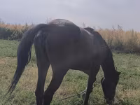Kobila, Friesian sport horse — fotografija 2