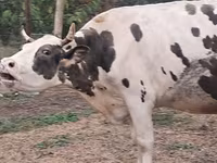 Krava, Russian Black pied cattle — fotografija 5