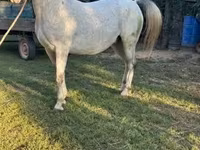 At, Lipizzaner — foto 4