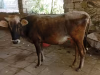 Cow, Azerbaijani zebu — photo 1