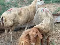 Ovca, Apsheron sheep — fotografija 4