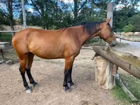 雌馬, Nonius horse — 写真 2