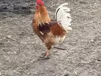Chickens — foto 2