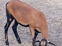 Schaf, Cameroon sheep — Foto 2