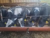 母牛, Russian Black pied cattle — 照片 1