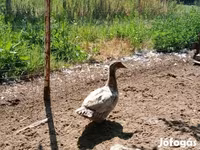 Ducks — 照片 2