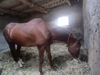 Horse (M), Akhal-Teke — photo 6