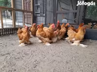 Bantam Pekín — foto 3
