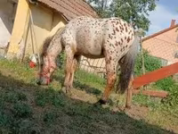Hengst, Pferde — Foto 5
