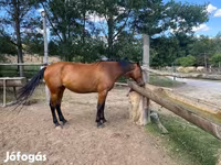 Stute, Nonius horse — Foto 4