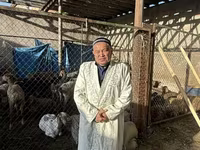 كبش, الأغنام — الصورة 1