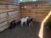 Cabro, Cabras — foto 6