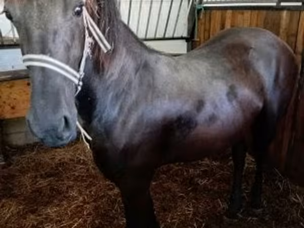 فرس, Friesian