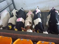 Buğa, Russian Black pied cattle — foto 3