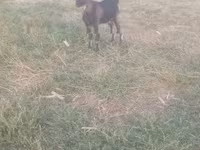 Cabro, Cabras — foto 4