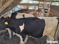 Bull, Holstein breed — photo 5