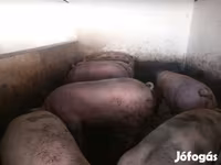 Schweine (Partie, Geschlecht nicht angegeben), Schweine — Foto 6