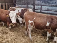 Touro, Simmental cattle — foto 2