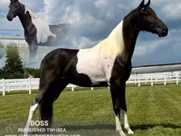 Horse (M), Tennessee Walking Horse — photo 1