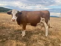 Cow, Simmental cattle — photo 1