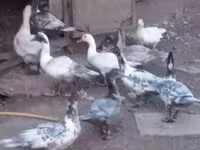 Ducks — photo 1