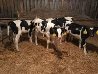 Bik, Russian Black pied cattle — fotografija 2