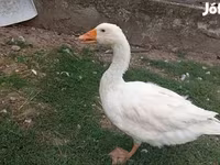 إمدن — الصورة 4