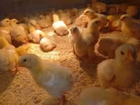 Chickens — fotografija 3