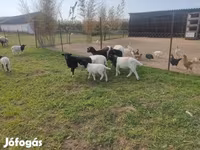 Widder, Dorper sheep — Foto 6