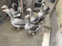 Geese — 写真 7