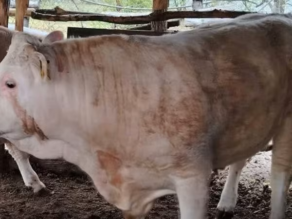 雄牛, Simmental cattle