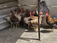 Chickens — Foto 2