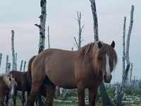 Hengst, Kushum Horse — Foto 1