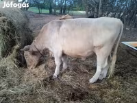 公牛, Charolais cattle — 照片 2