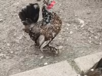 Chickens — 写真 7