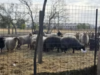 公羊, Racka sheep — 照片 1