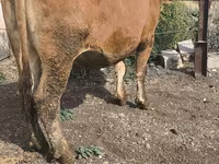 İnək, Mal-qara — foto 8